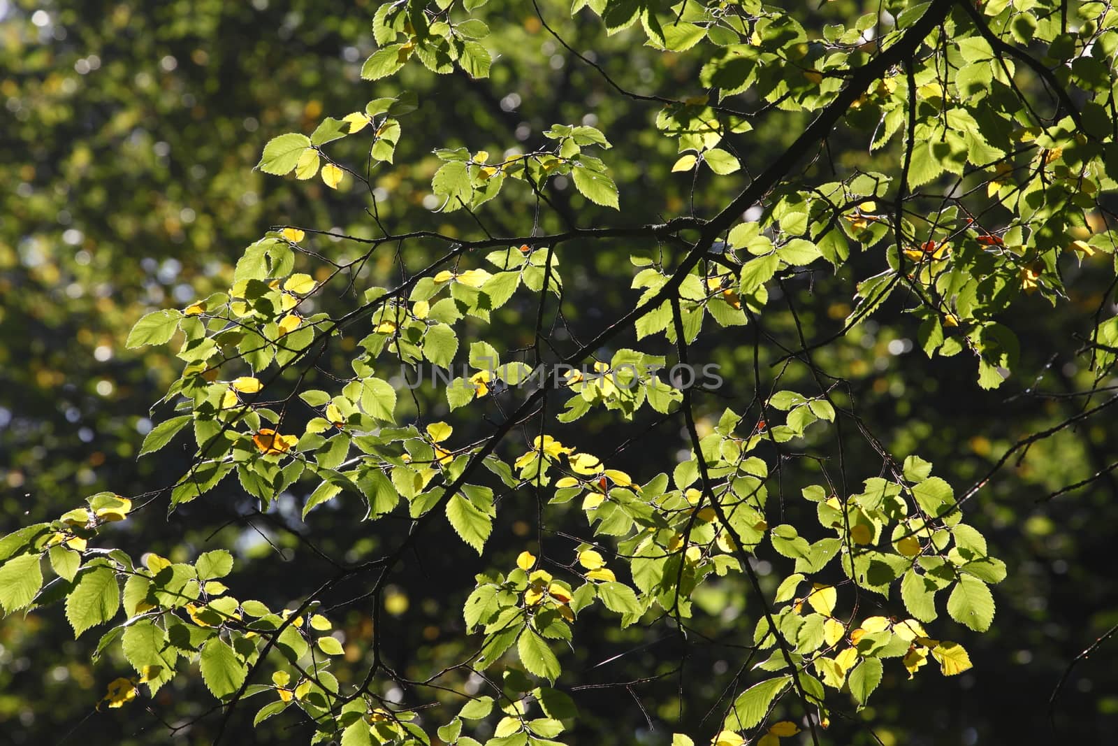 beech leaves