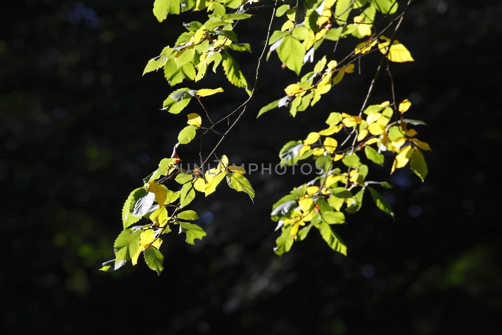 beech leaves