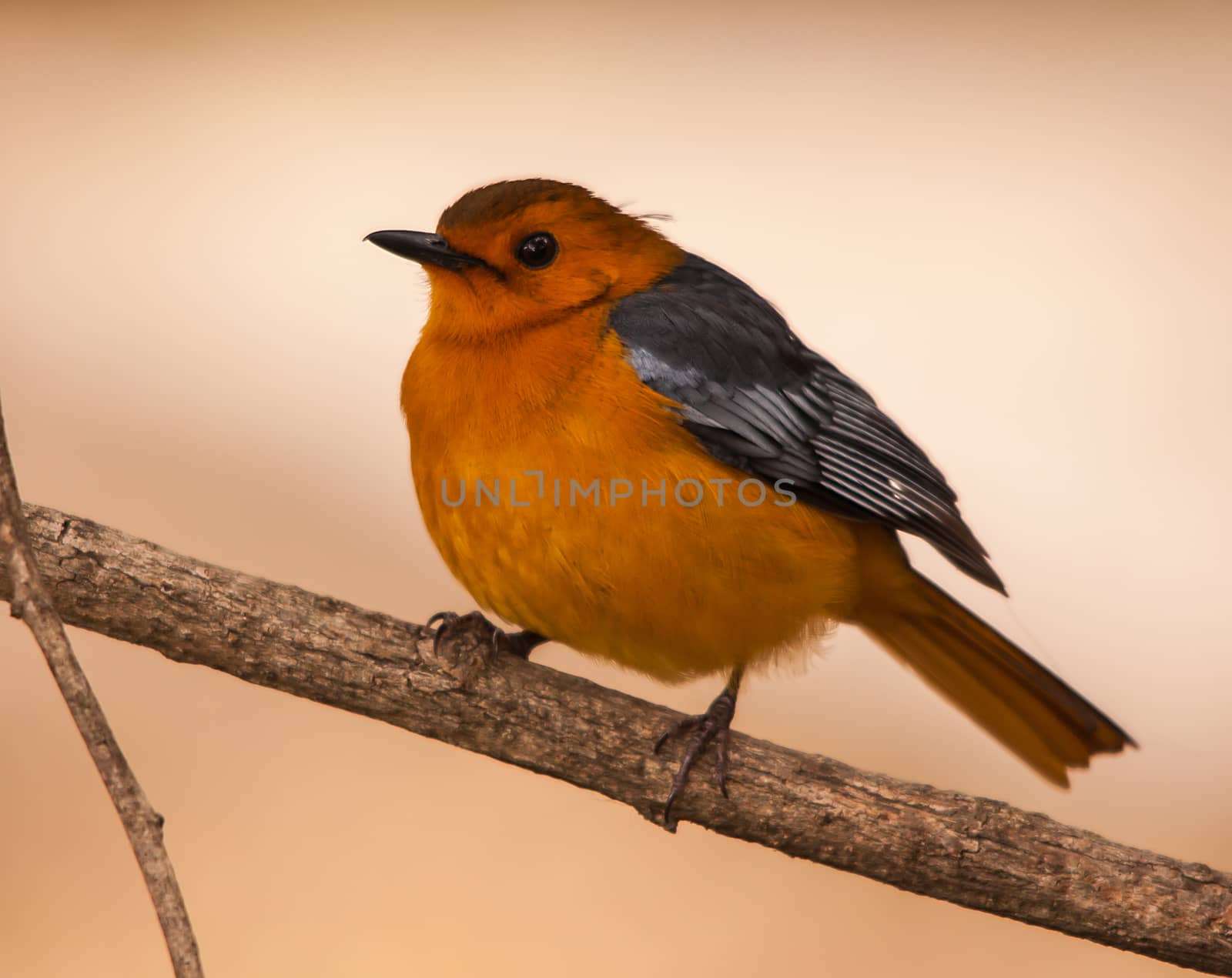 The Red-capped Robin-Chat (Cossypha natalensis) photographed in Kruger National Park, South Africa. (IMG 3503)