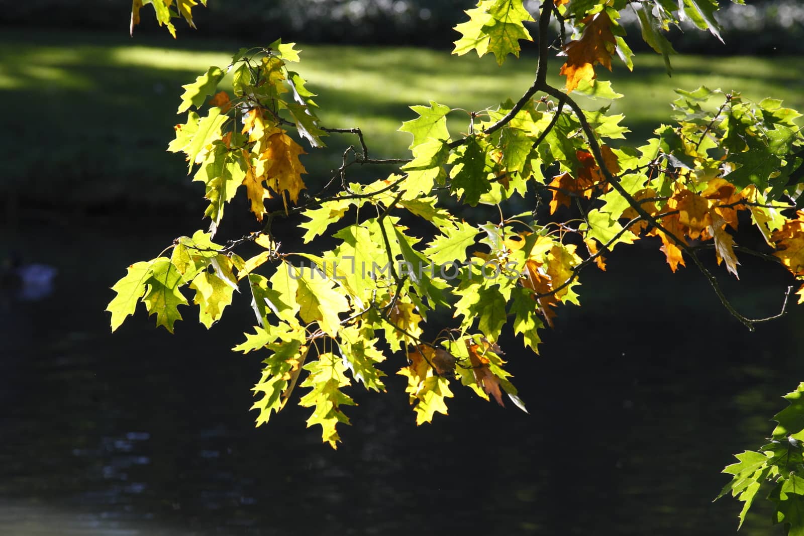 oak leaves