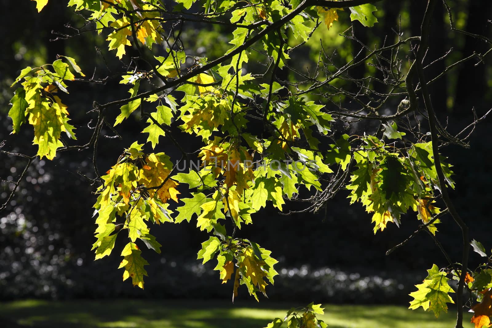 oak leaves