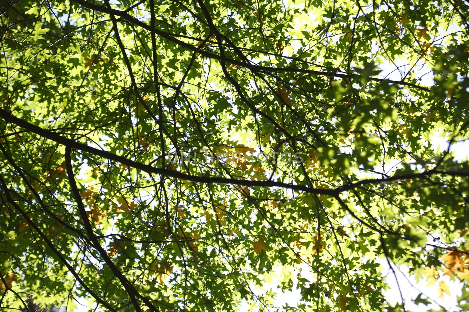 oak leaves