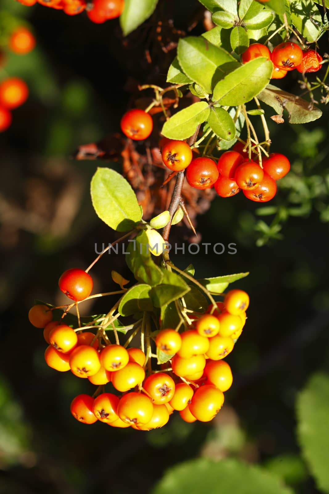  Pyracantha Berries on a Tree