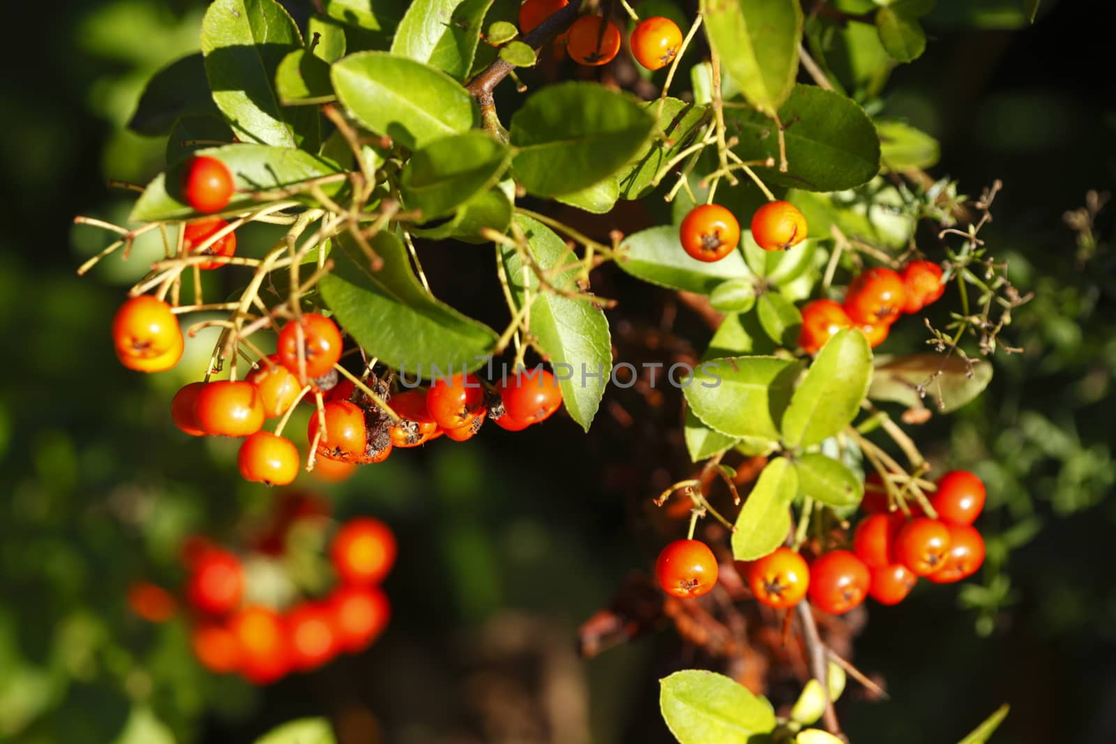  Pyracantha Berries on a Tree