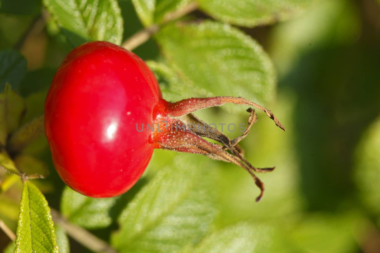 Fresh red rose hips and leaves