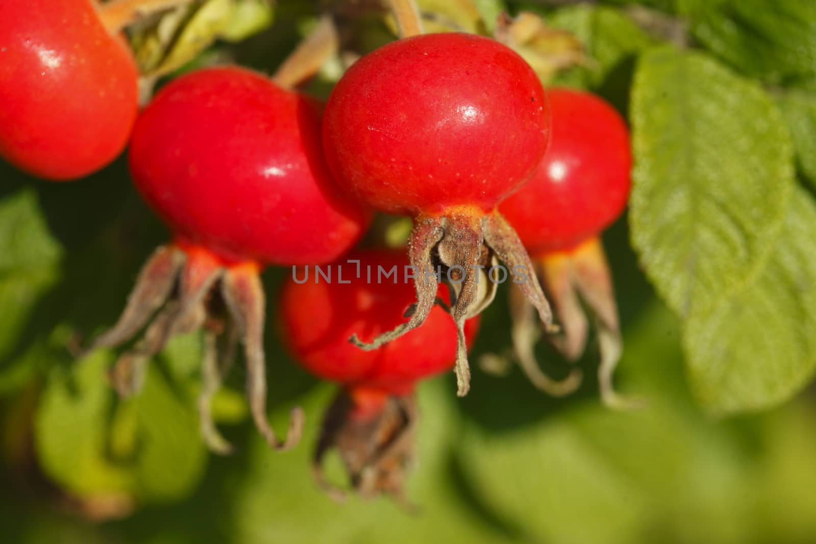 Fresh red rose hips and leaves