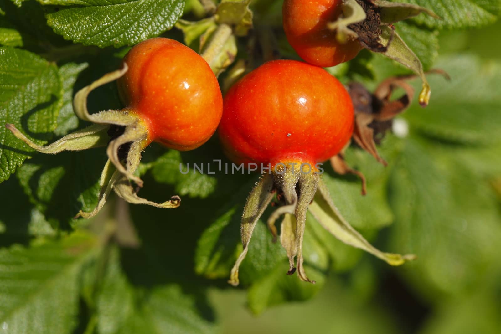 Fresh red rose hips and leaves