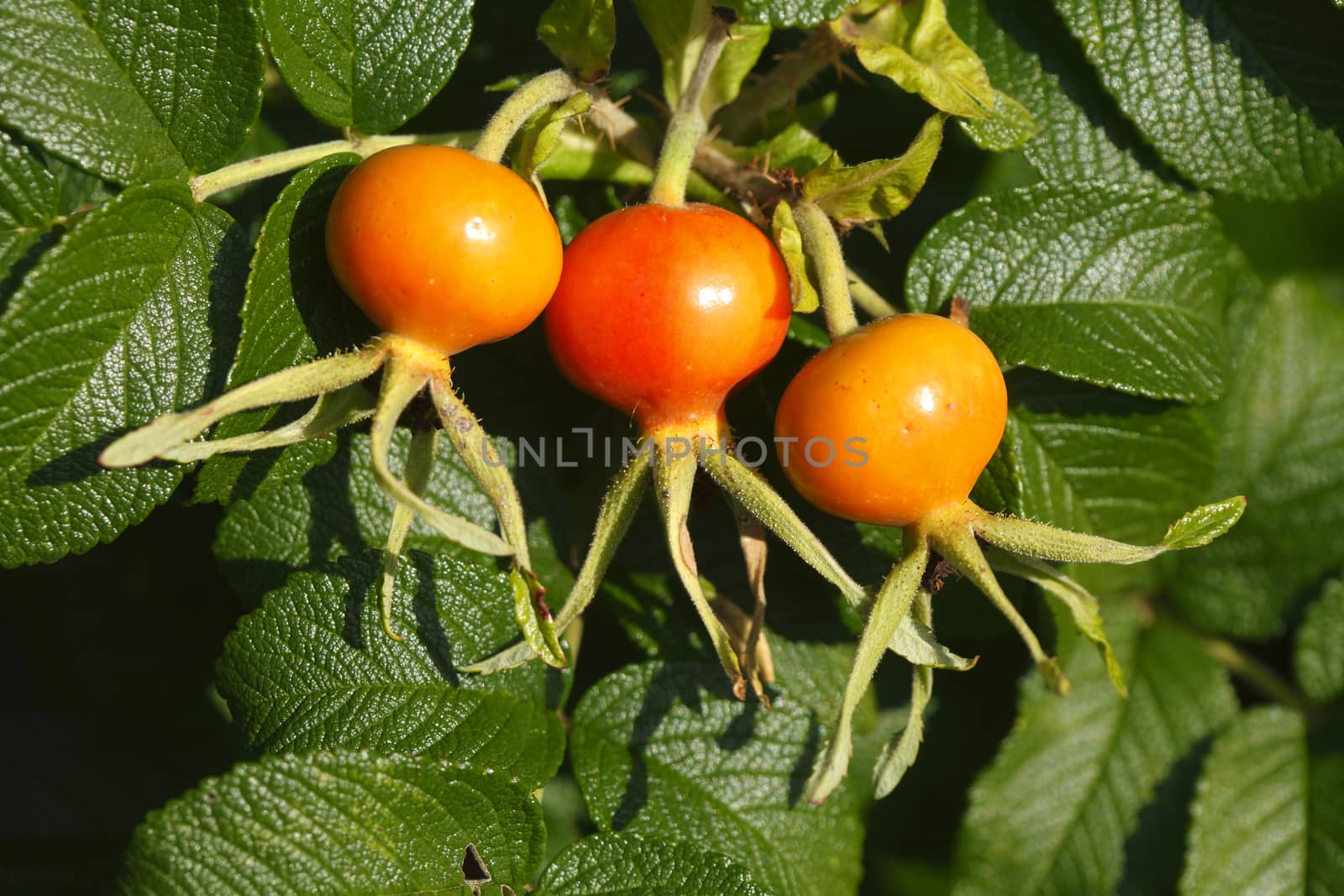 Fresh red rose hips and leaves