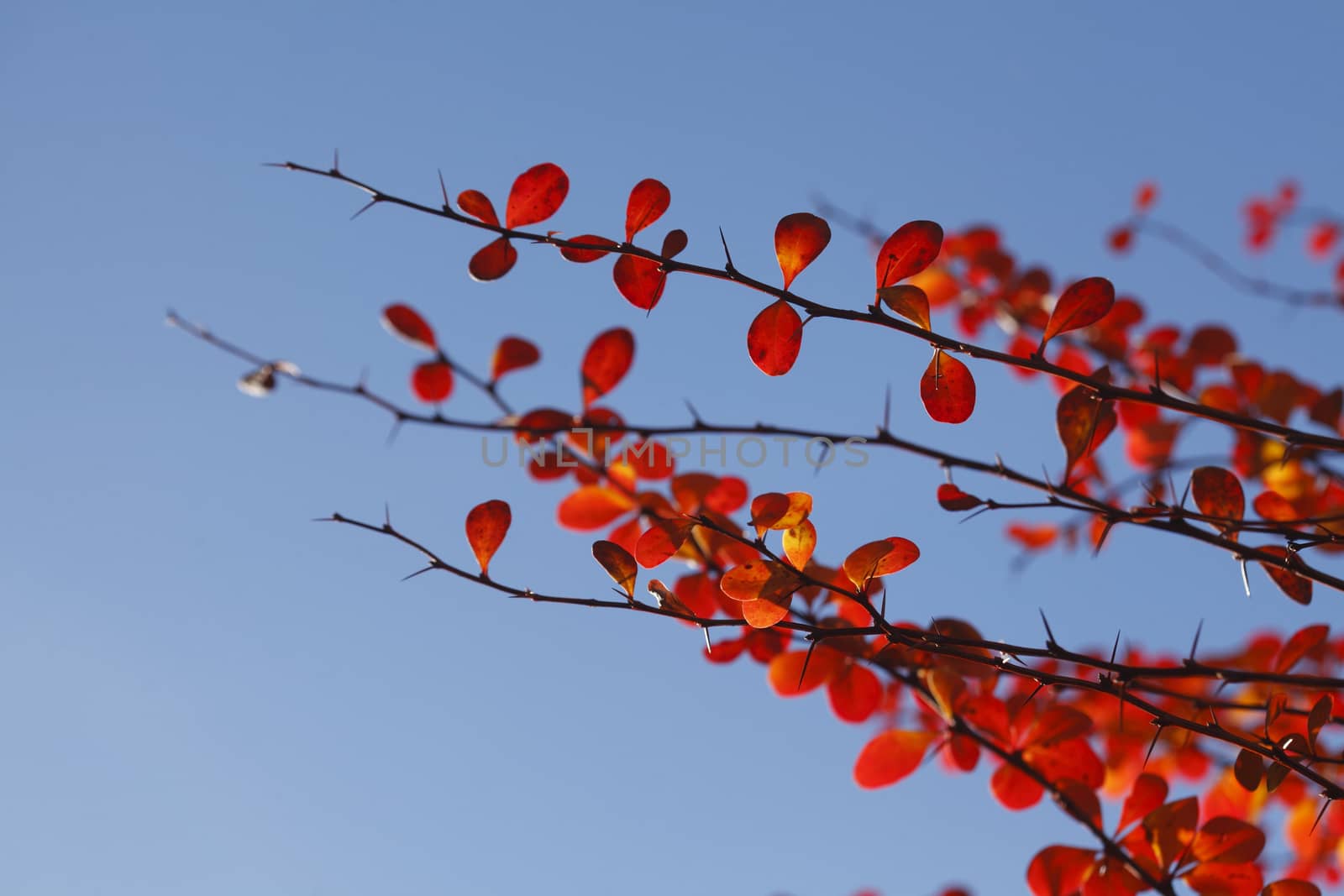 red colored autumn-leaves by Detailfoto