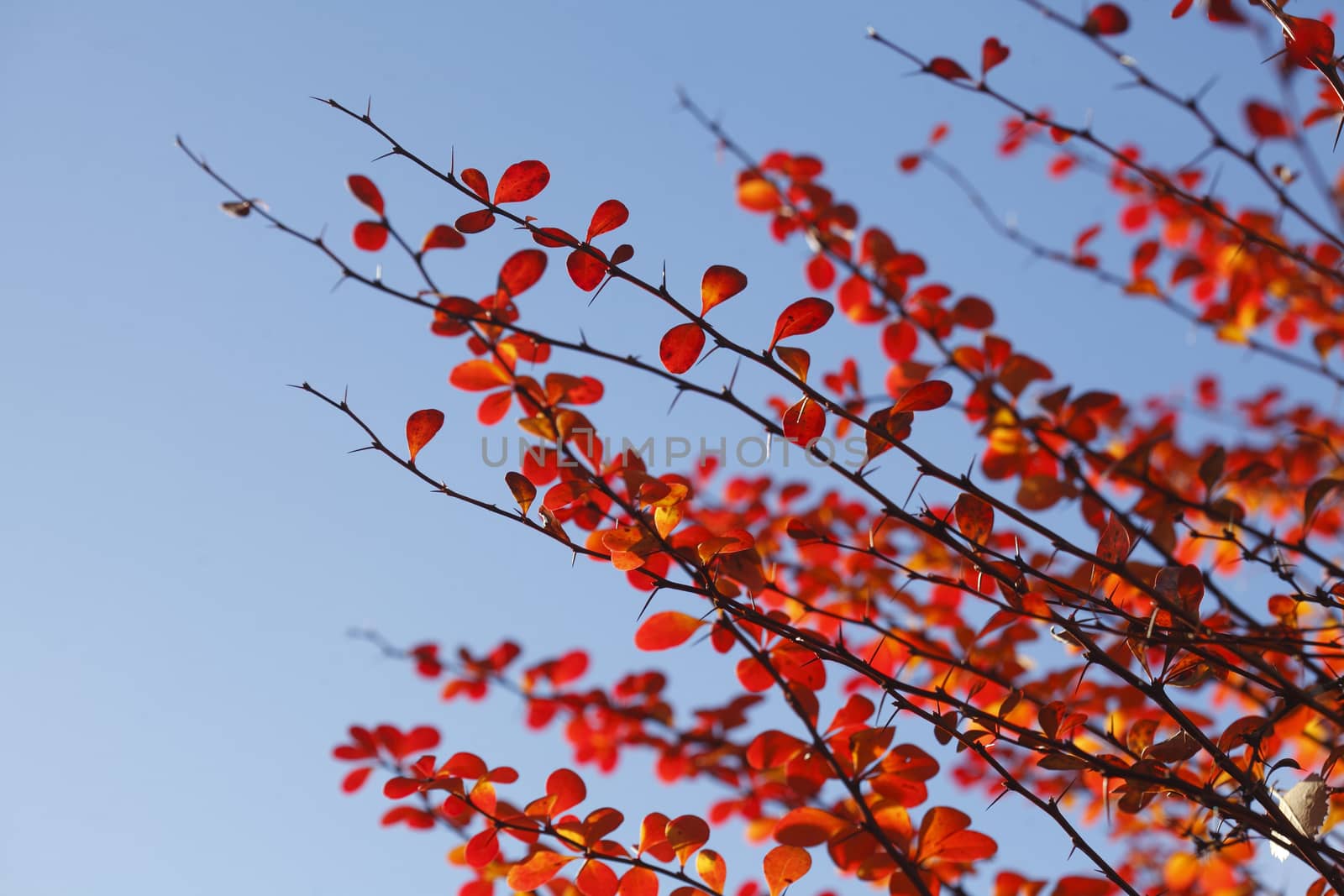 red colored autumn-leaves by Detailfoto