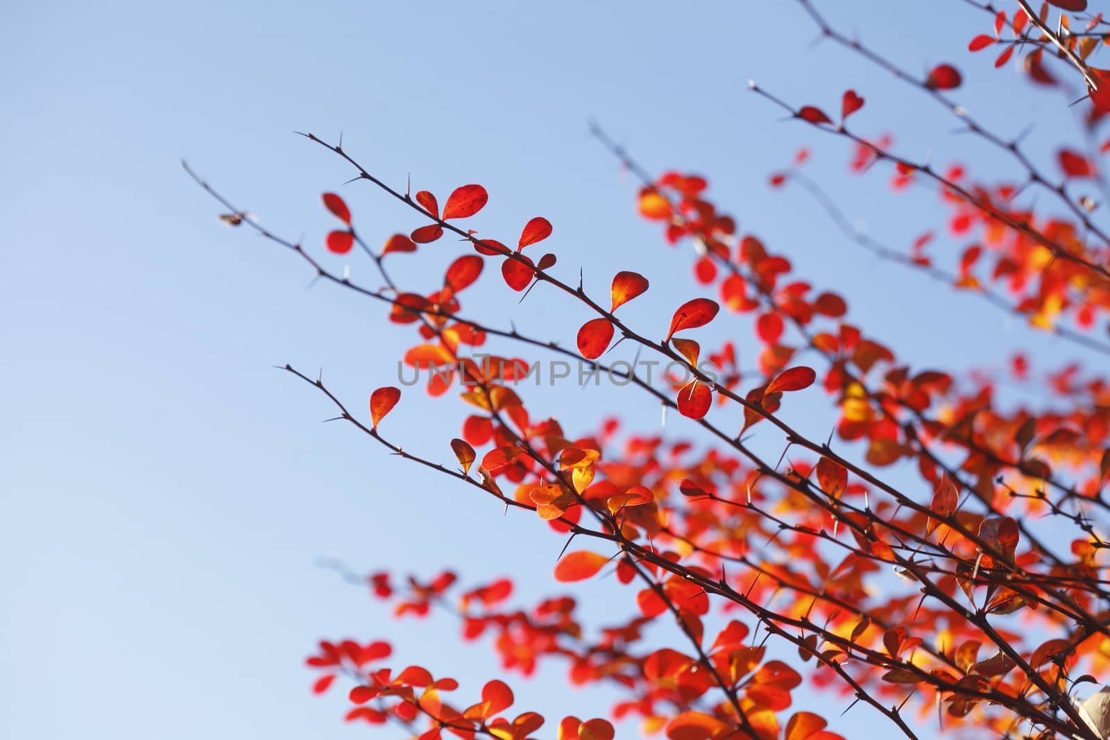red colored autumn-leaves by Detailfoto