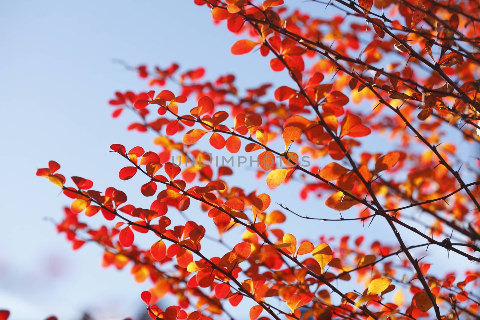 red colored autumn-leaves