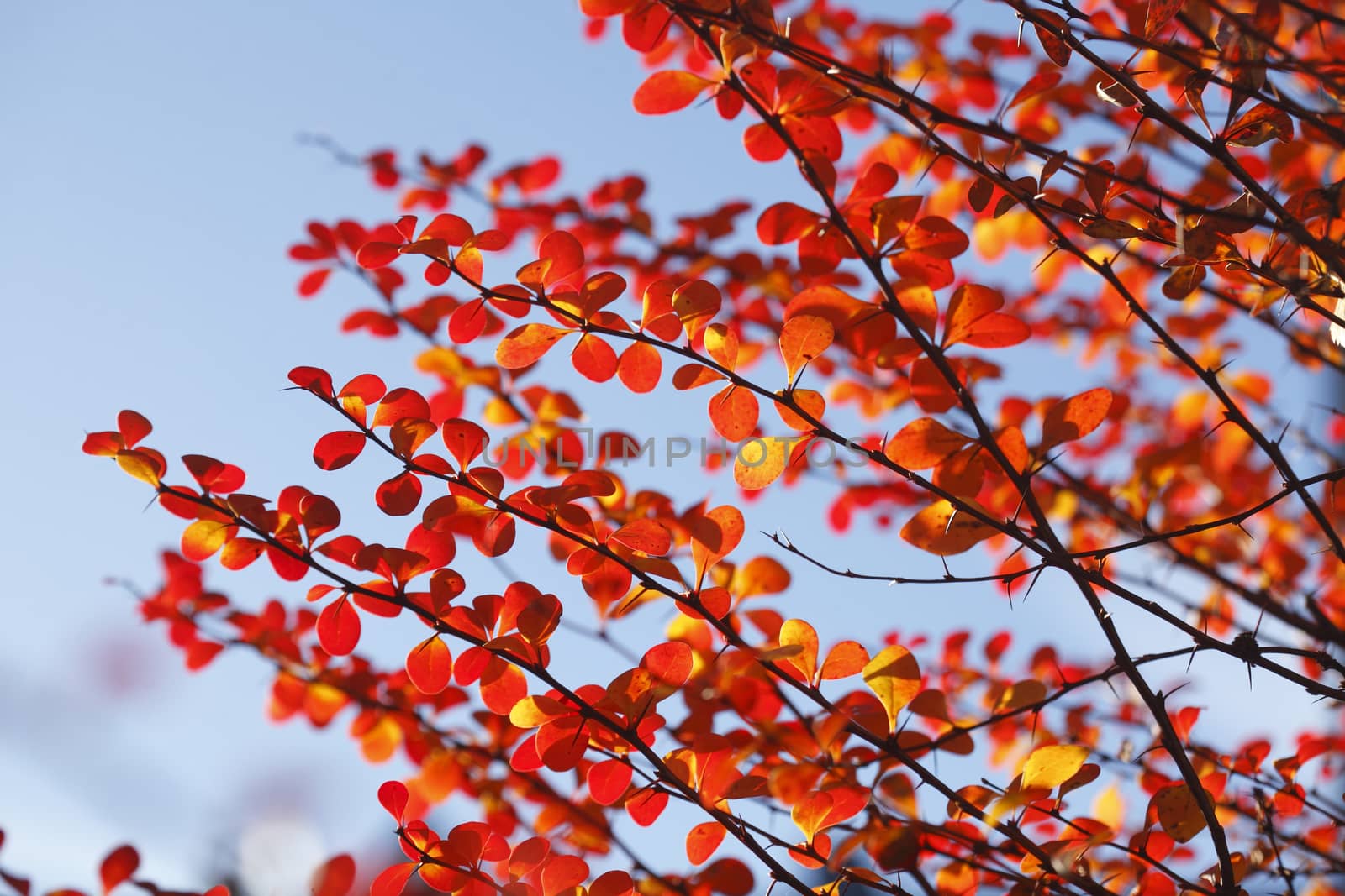 red colored autumn-leaves by Detailfoto
