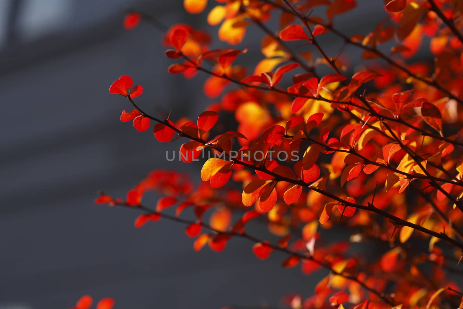 red colored autumn-leaves