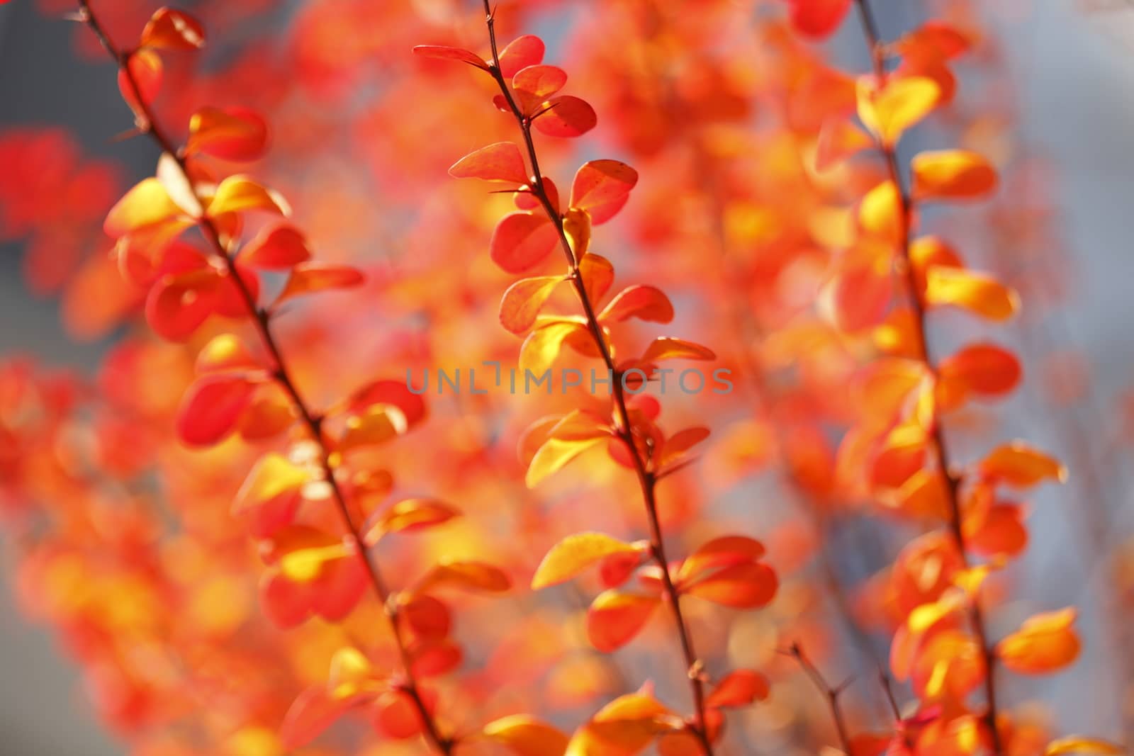 red colored autumn-leaves