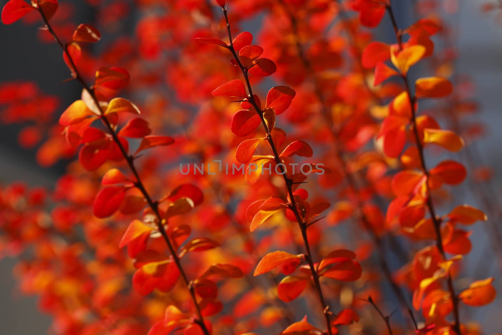 red colored autumn-leaves