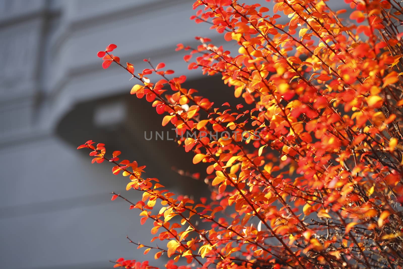 red colored autumn-leaves