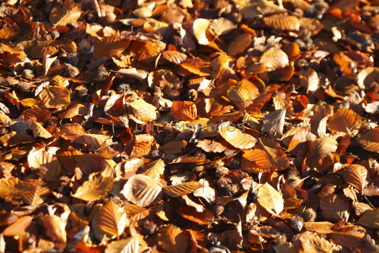 brown Autumn Leaves