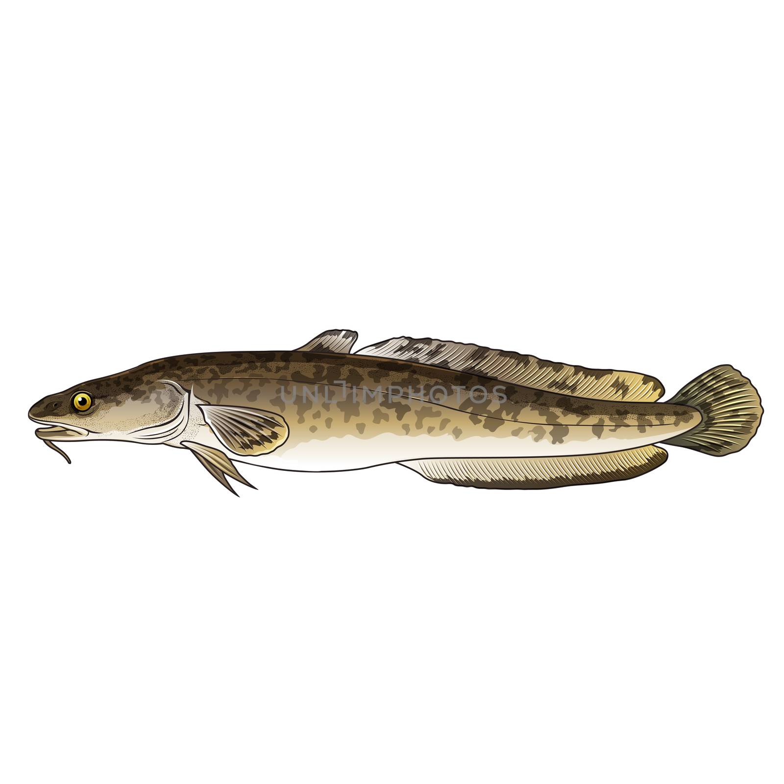 Burbot, Isolated Illustration by ConceptCafe