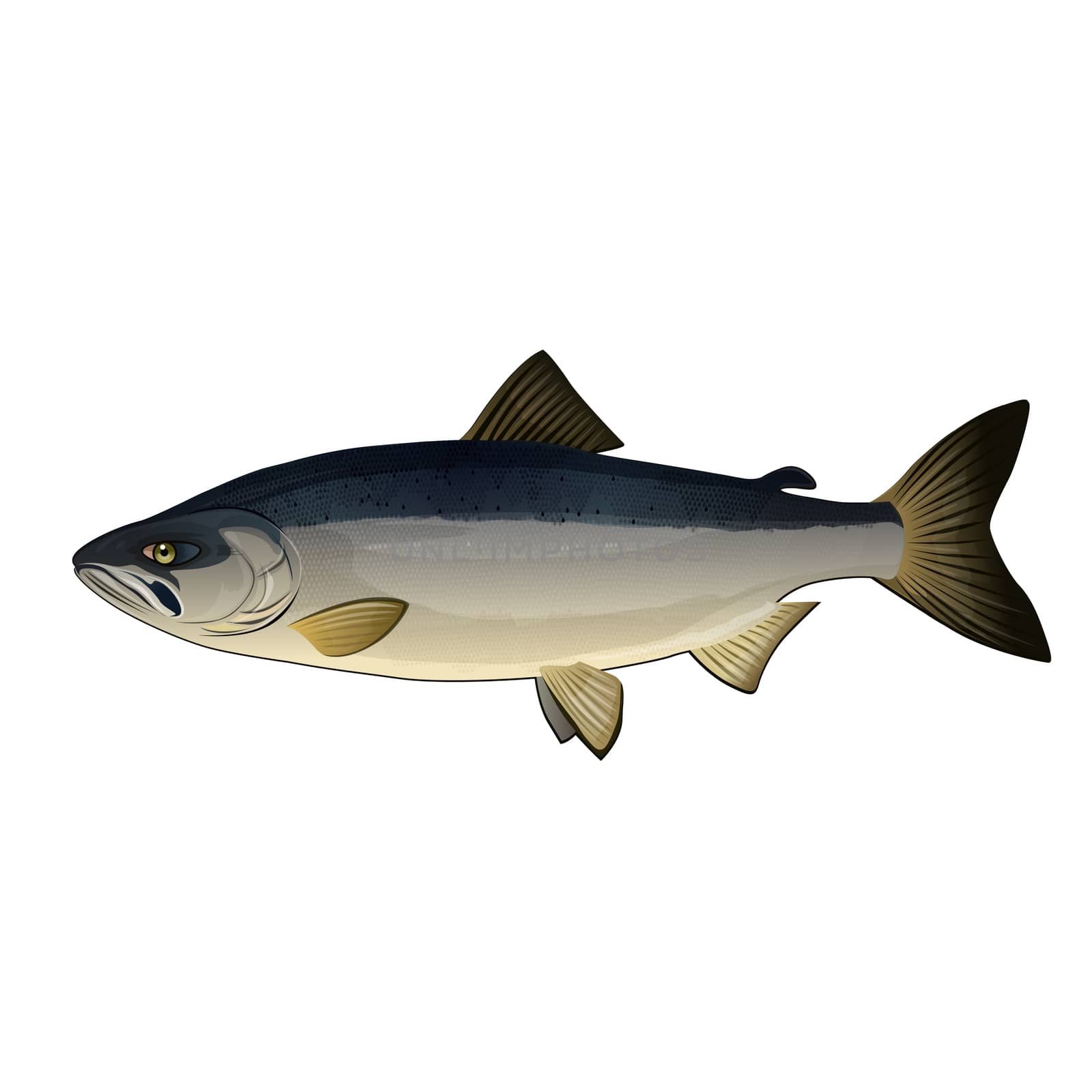 Chum Salmon, Isolated Illustration by ConceptCafe