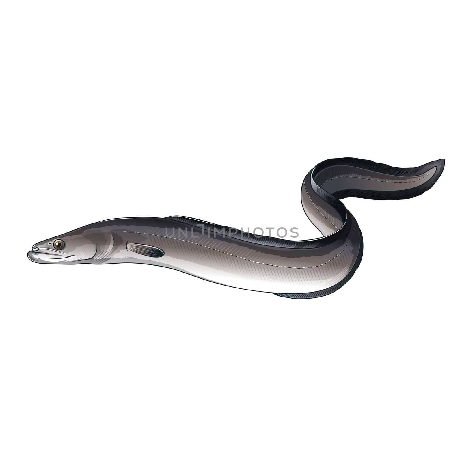 Eel, Isolated Illustration by ConceptCafe