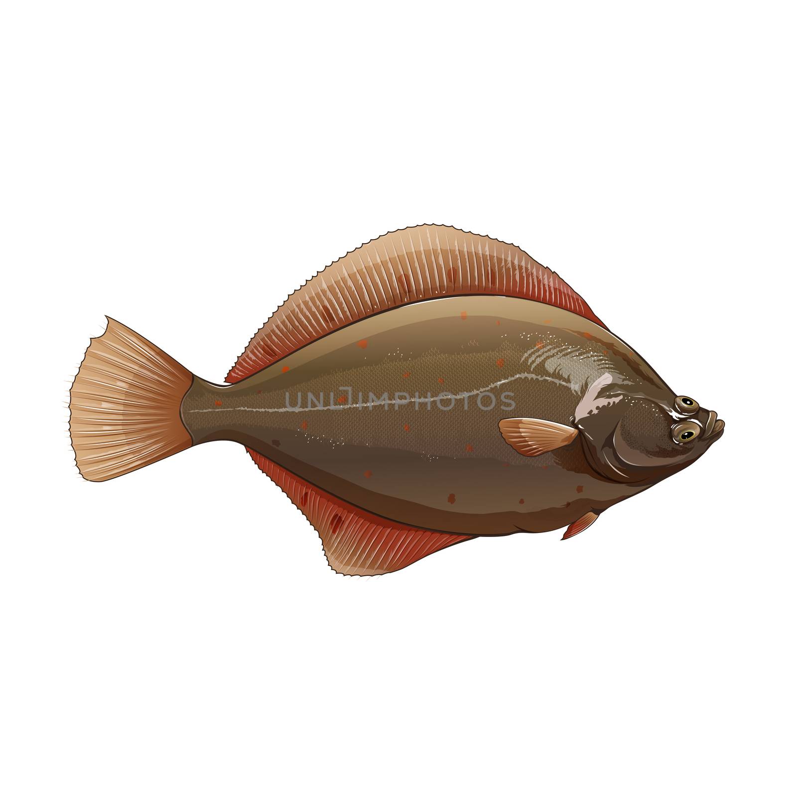 Flounder, Isolated Illustration by ConceptCafe