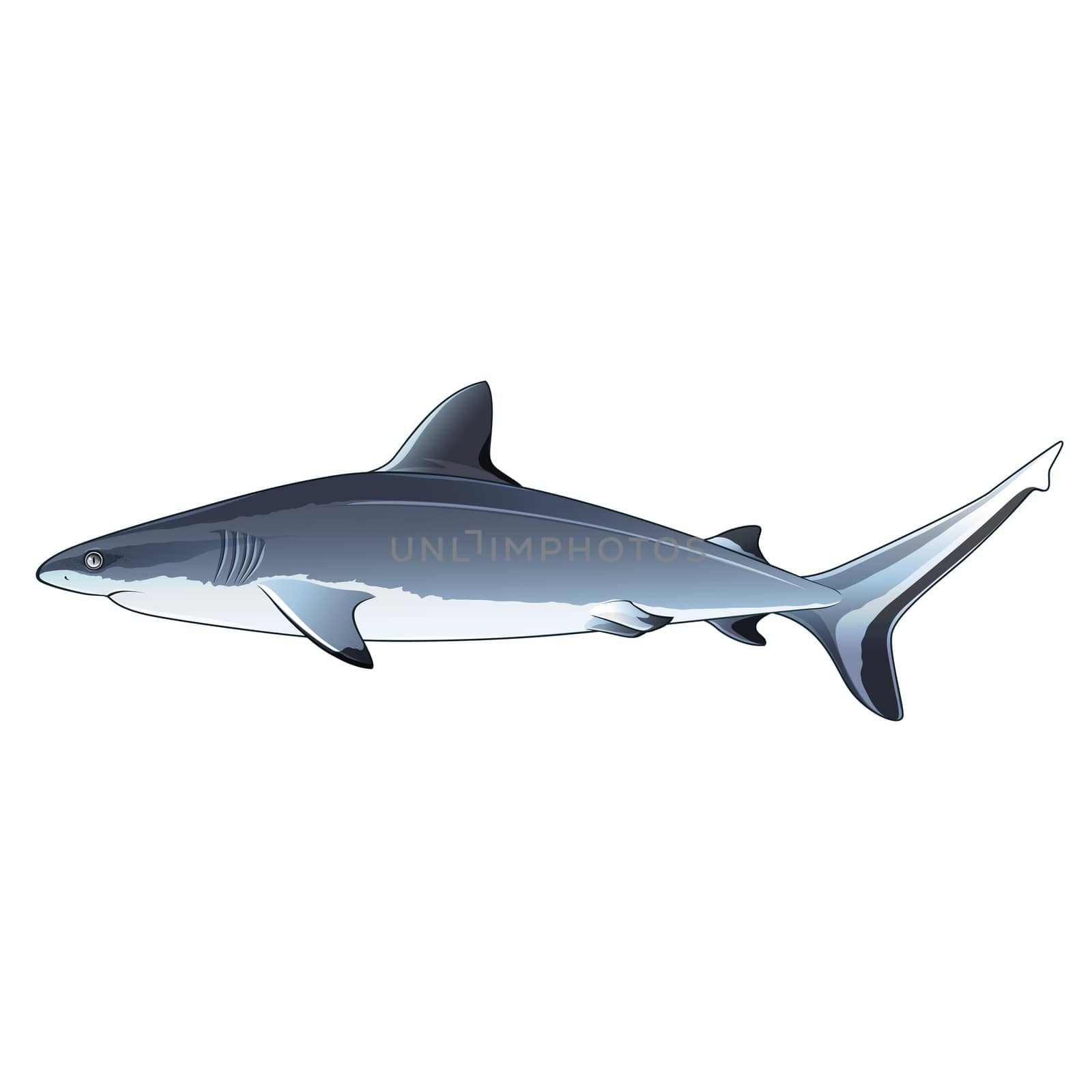 Gray Shark, Isolated Illustration by ConceptCafe