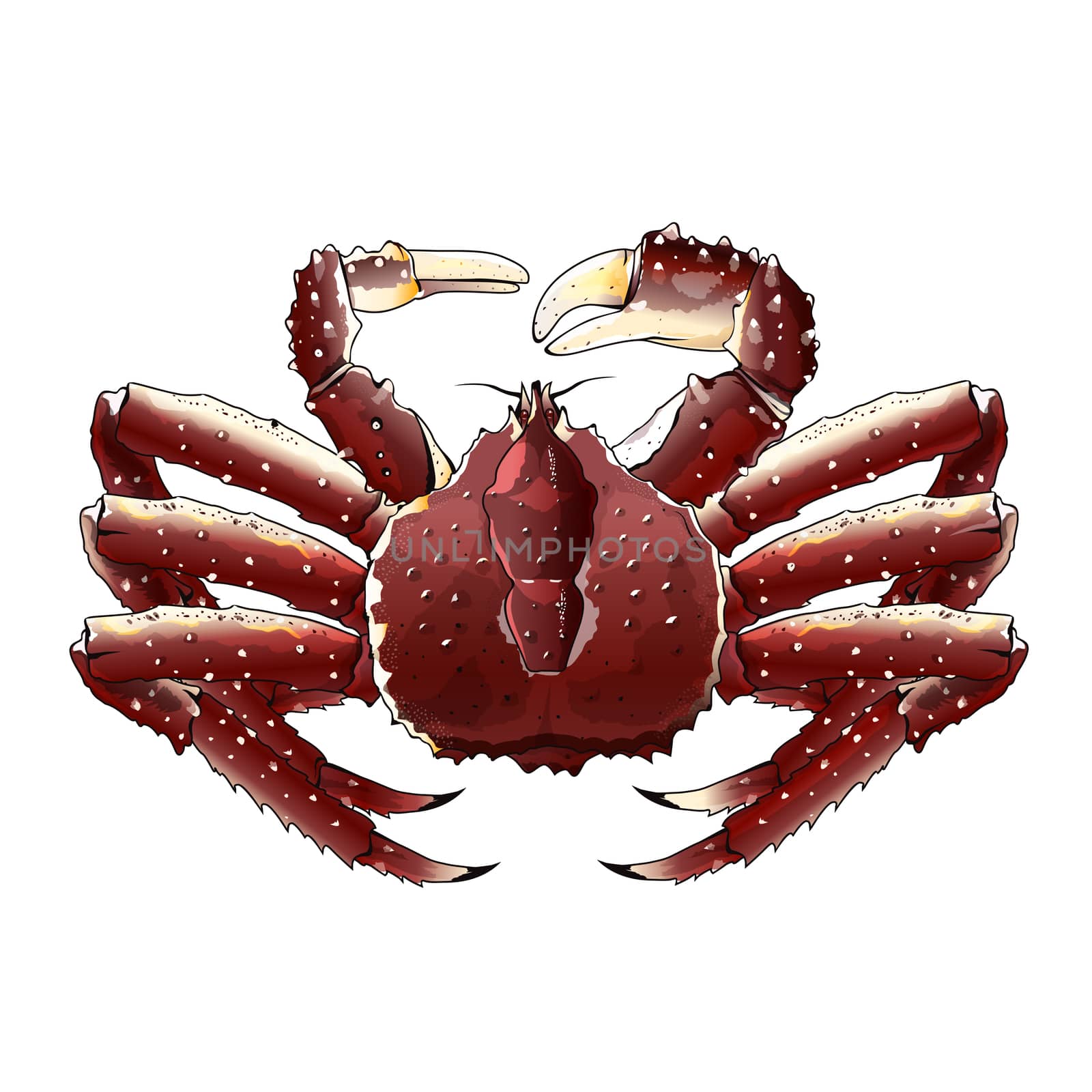 King Crab, Isolated Illustration by ConceptCafe