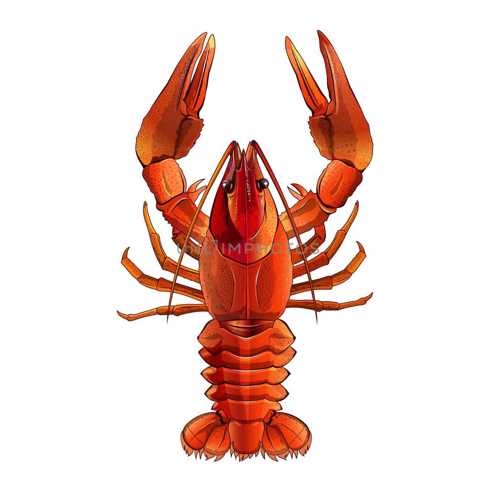 Red Lobster, Isolated Illustration by ConceptCafe