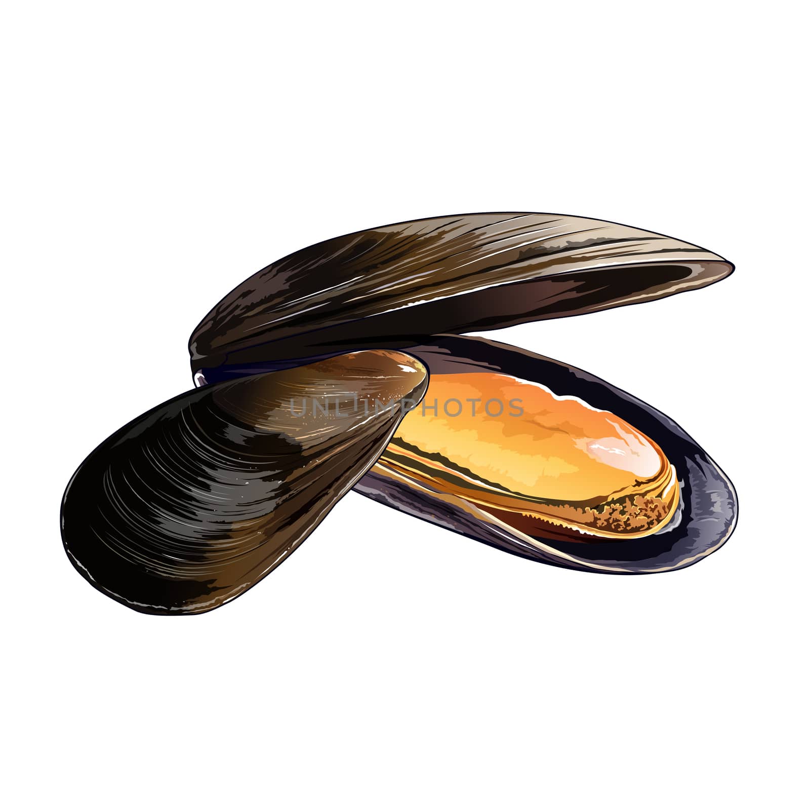 Mussels, Isolated Illustration by ConceptCafe