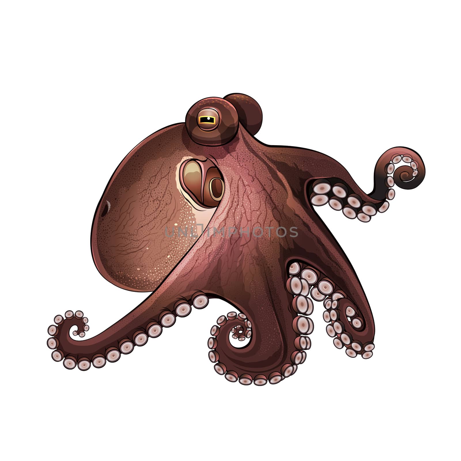 Octopus, Isolated Illustration by ConceptCafe