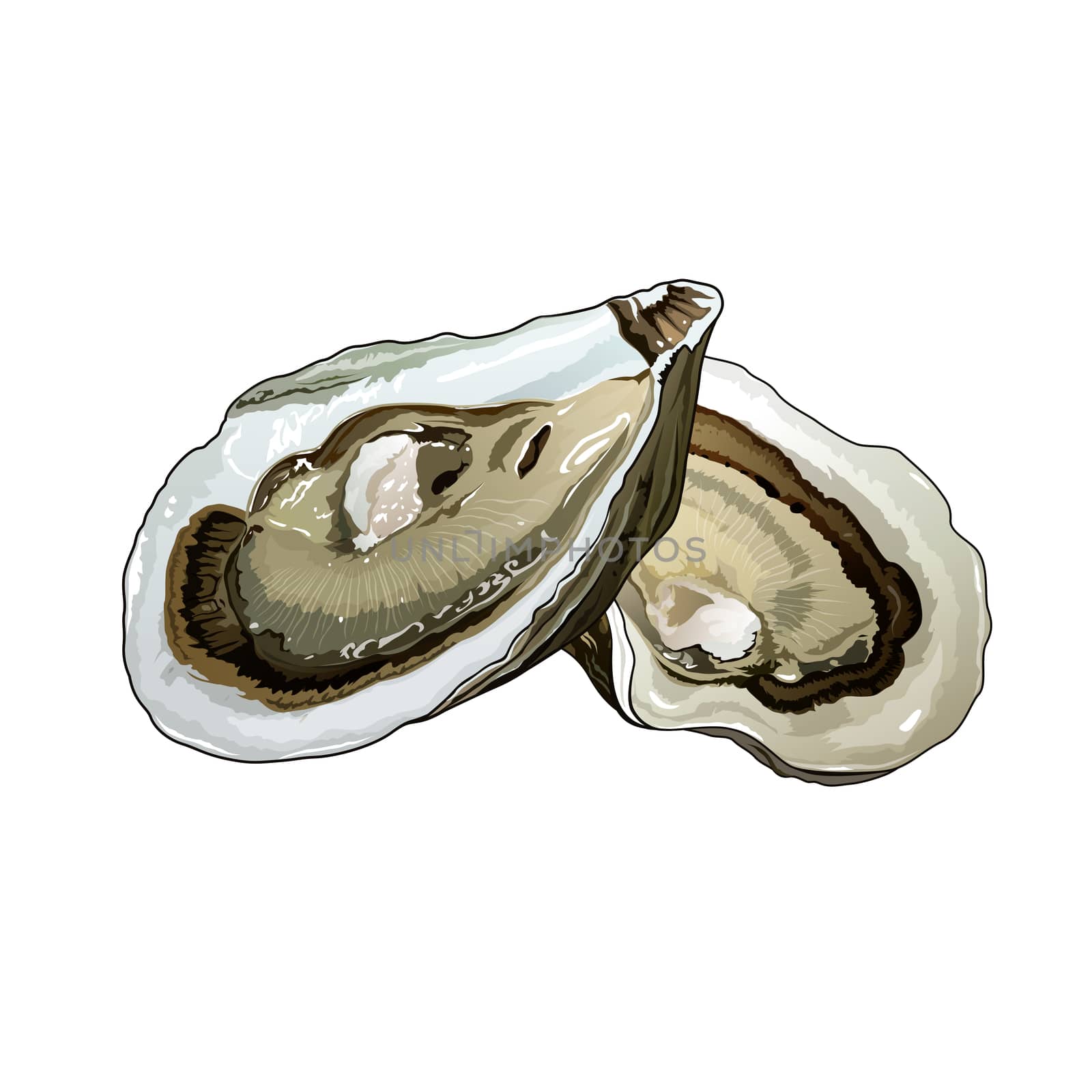 Oyster, Isolated Illustration by ConceptCafe