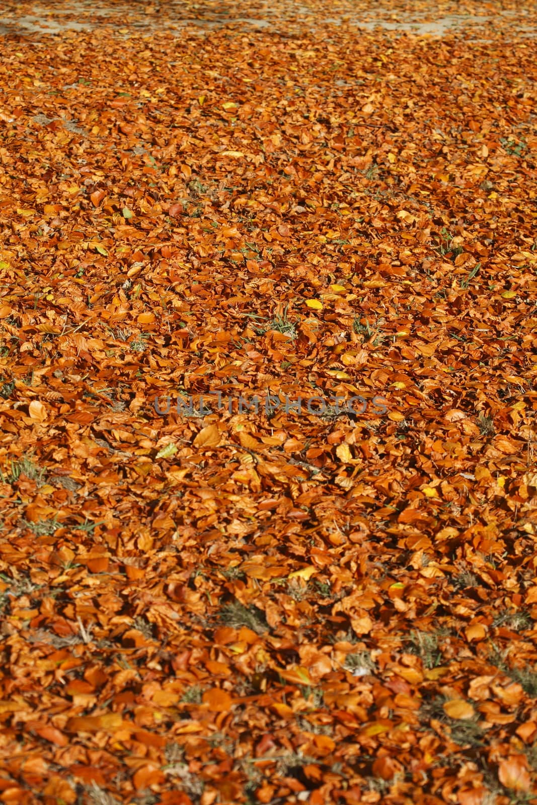 brown Autumn Leaves by Detailfoto
