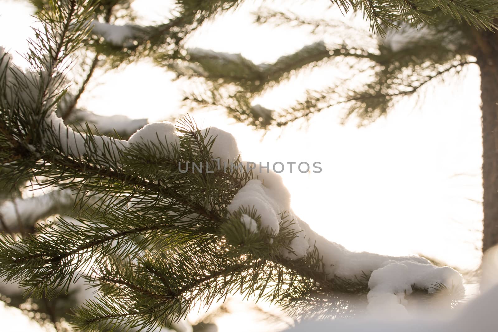 snow-covered branches of the fir trees in Sunny weather