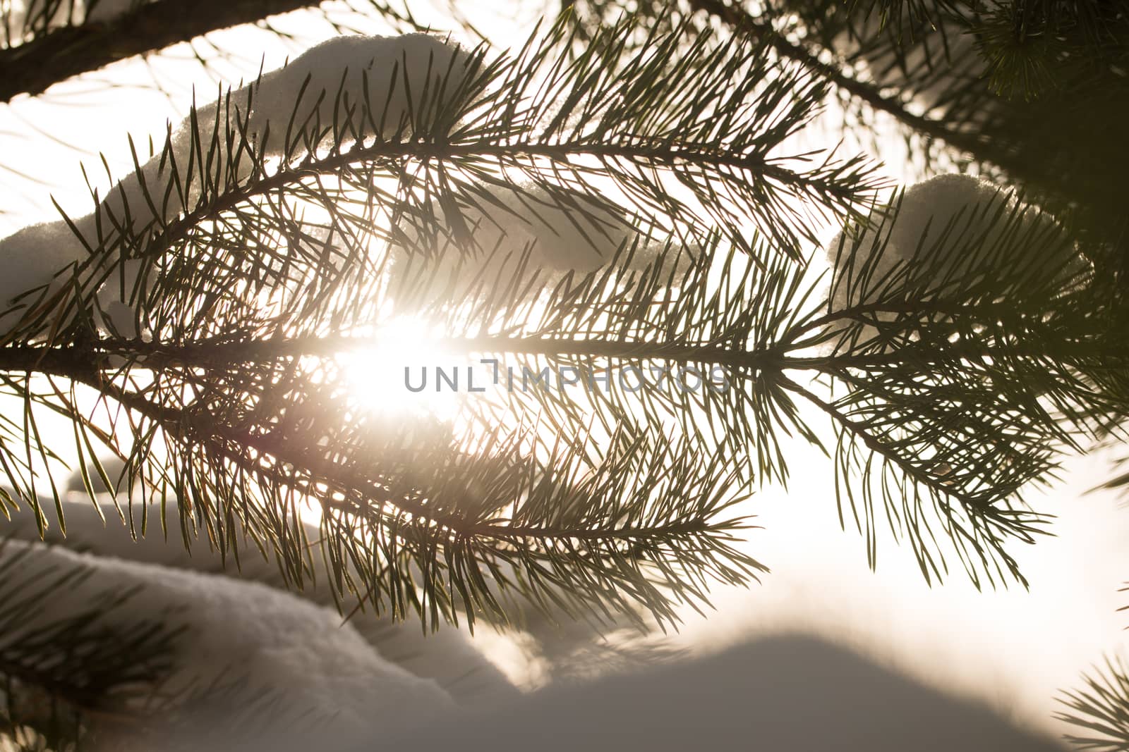 snow-covered branches of the fir trees in Sunny weather