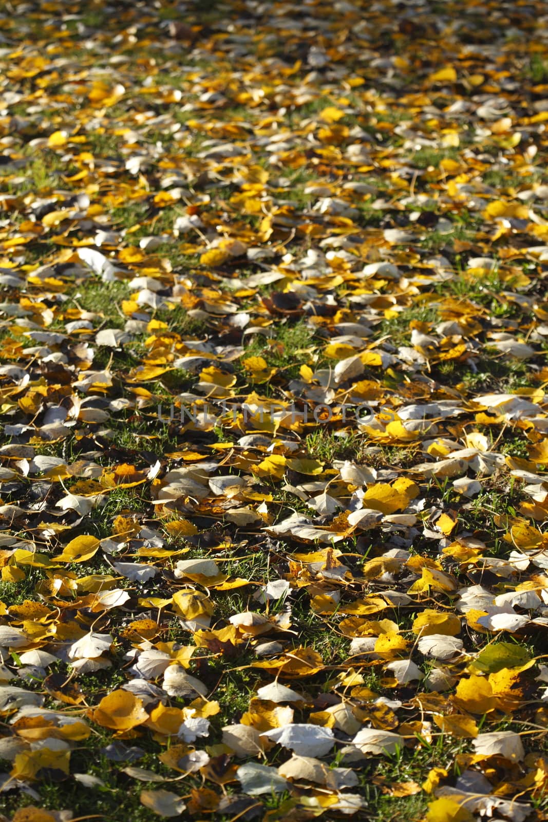 gelb verfärbtes Herbstlaub