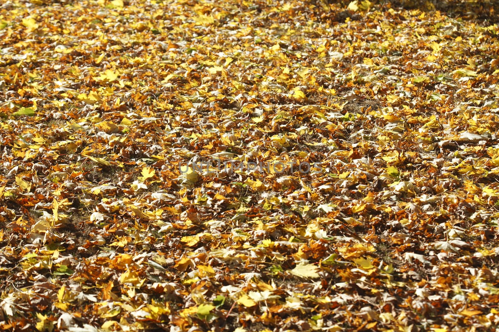 colorful Autumn Leaves