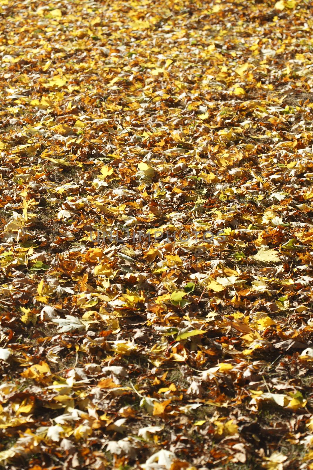 colorful Autumn Leaves by Detailfoto