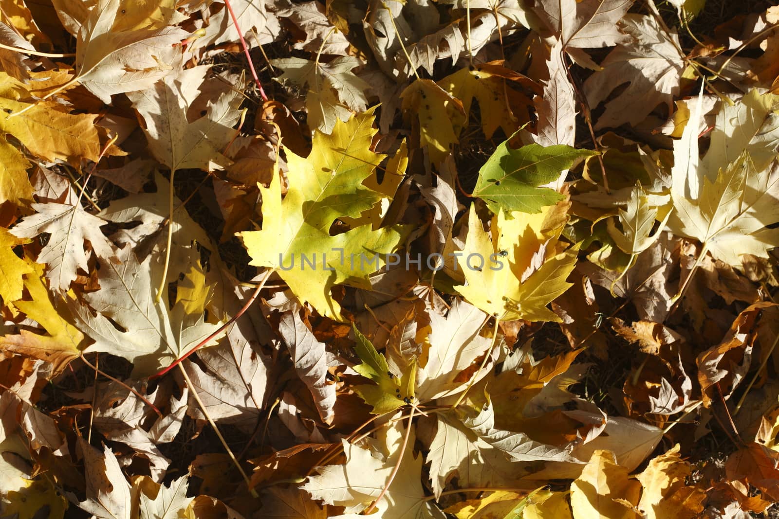 colorful Autumn Leaves