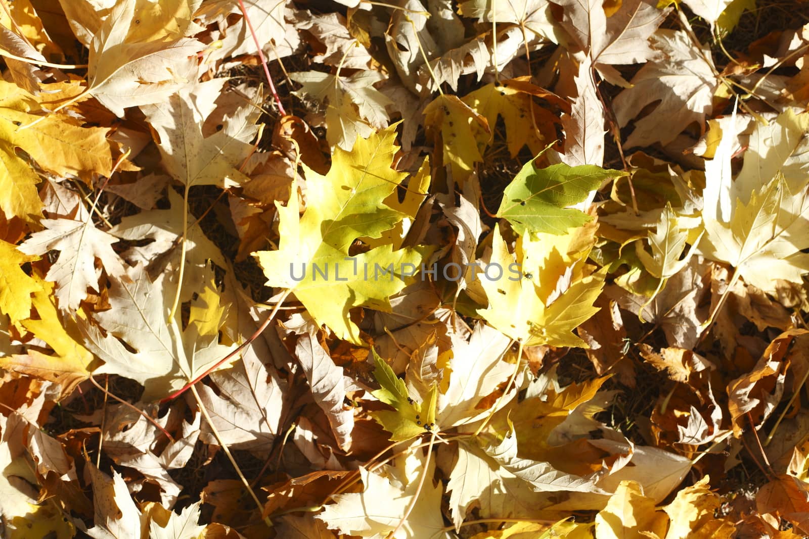 colorful Autumn Leaves