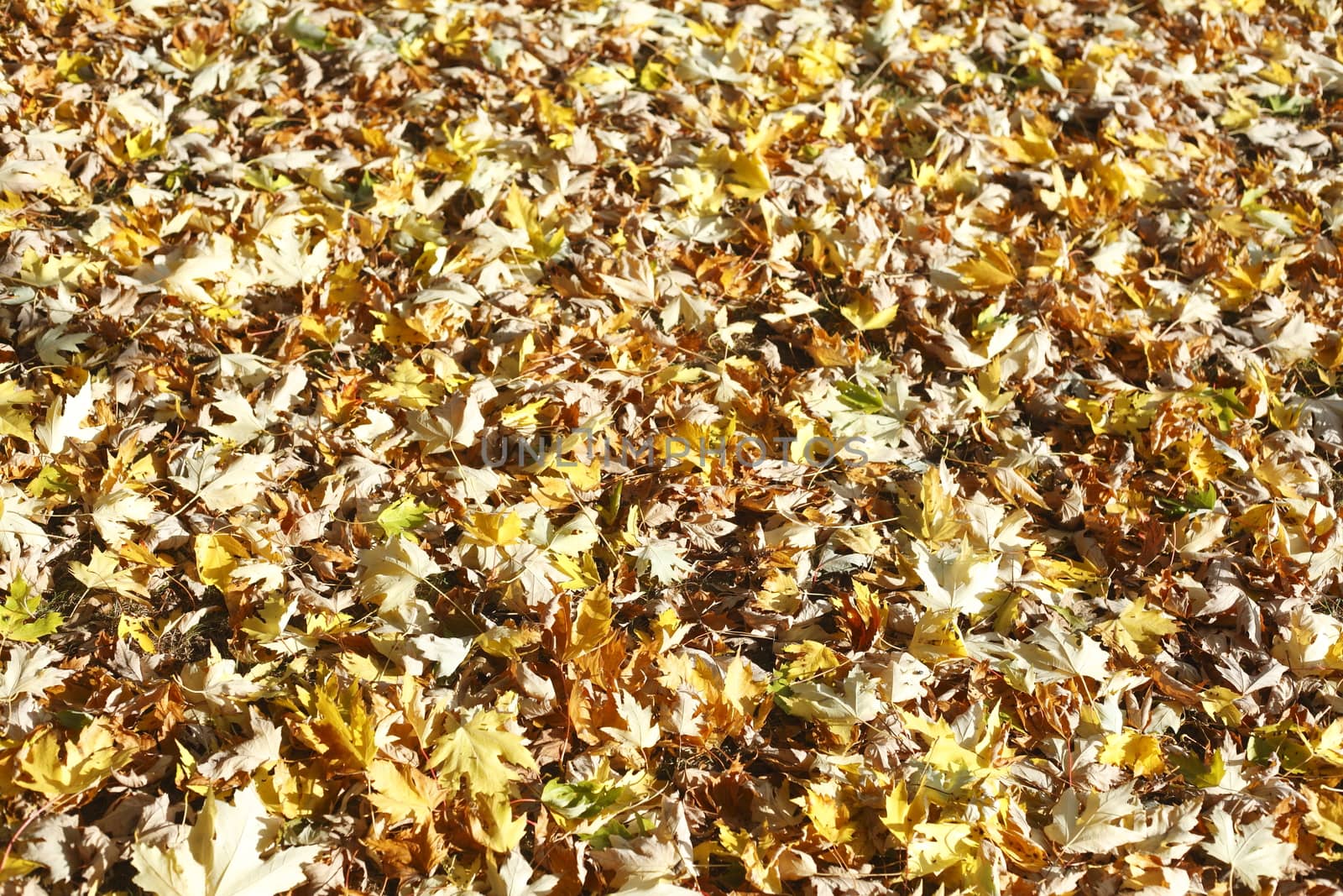 colorful Autumn Leaves