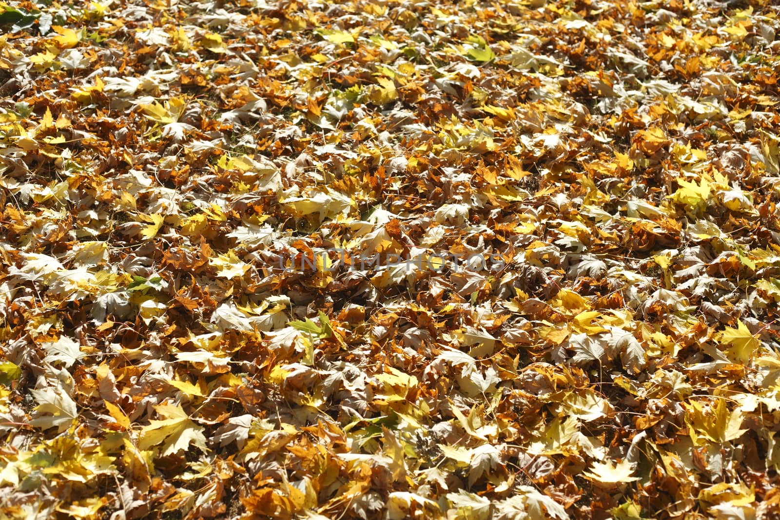 colorful Autumn Leaves