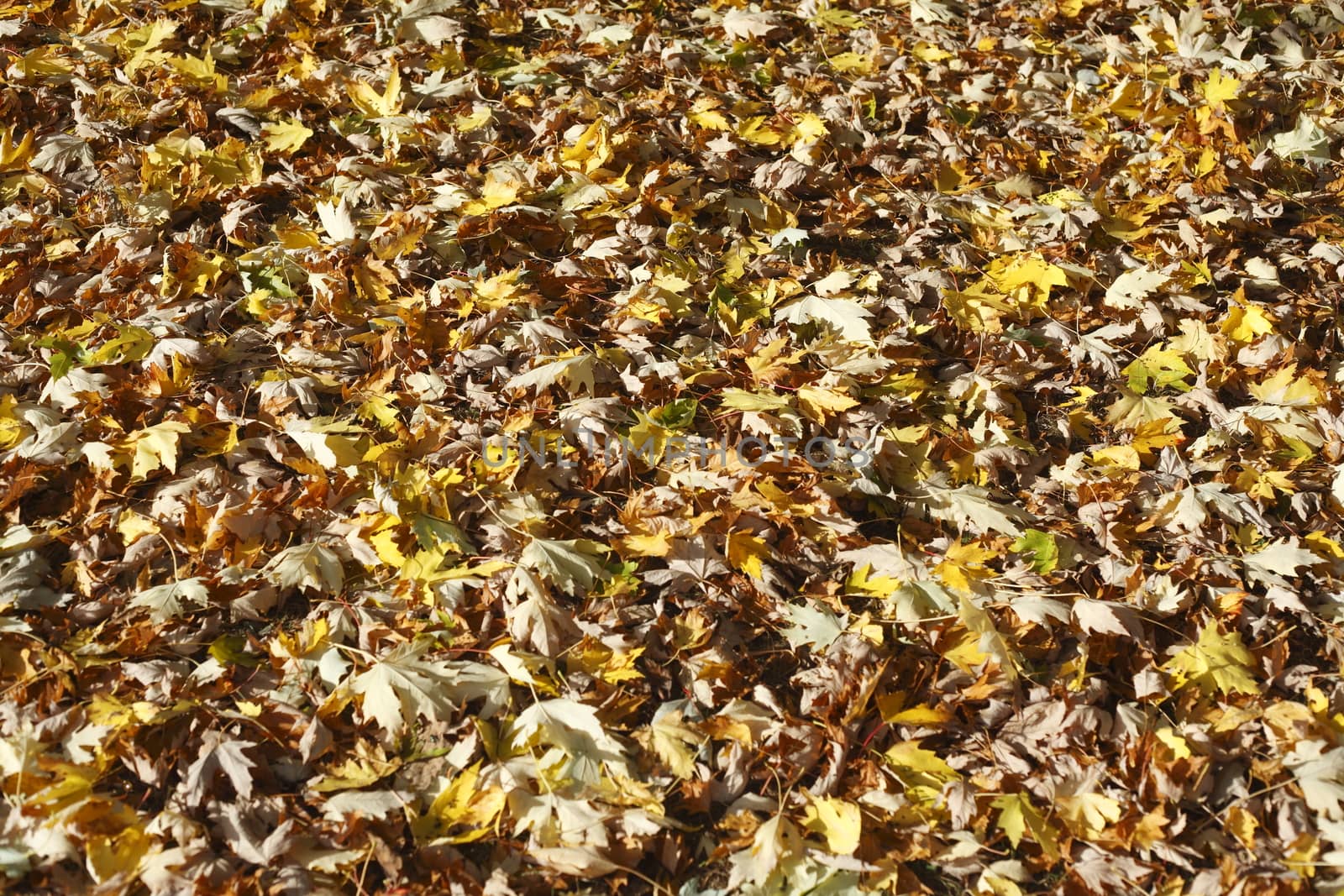 colorful Autumn Leaves