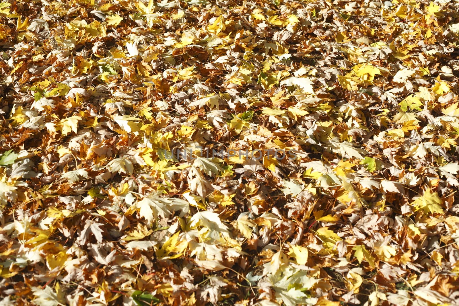 colorful Autumn Leaves