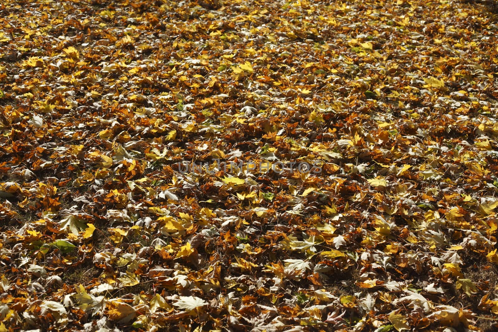 colorful Autumn Leaves