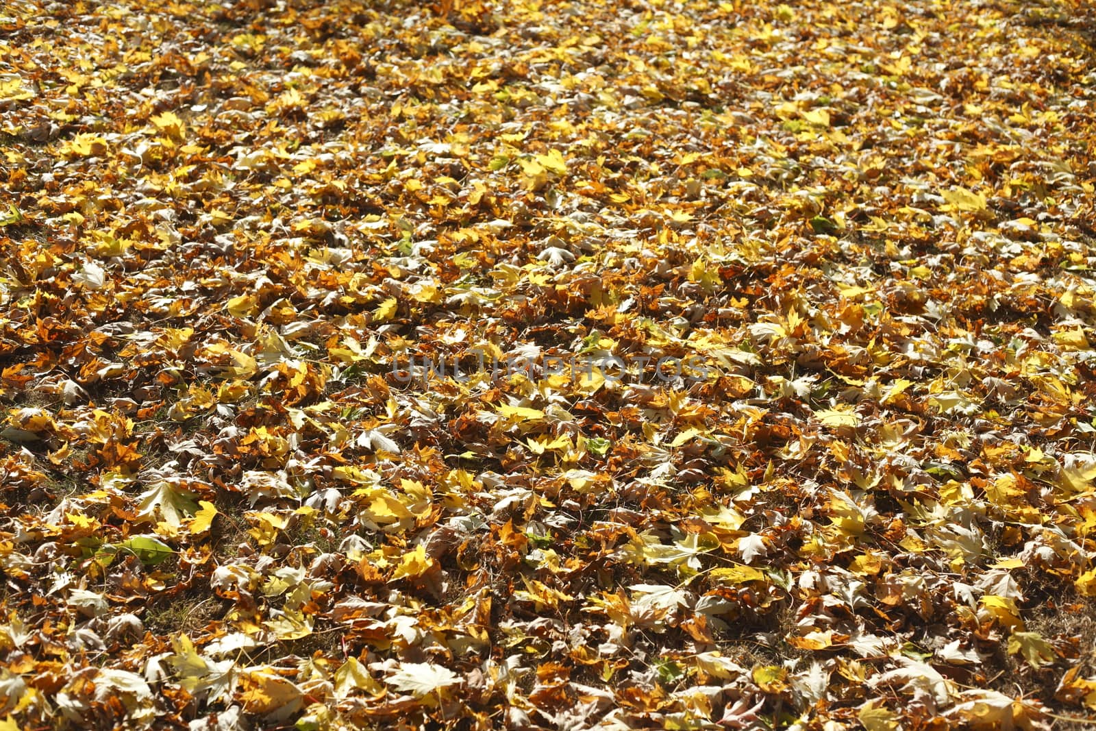 colorful Autumn Leaves