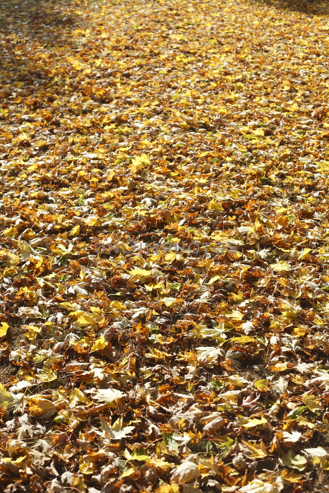 colorful Autumn Leaves by Detailfoto