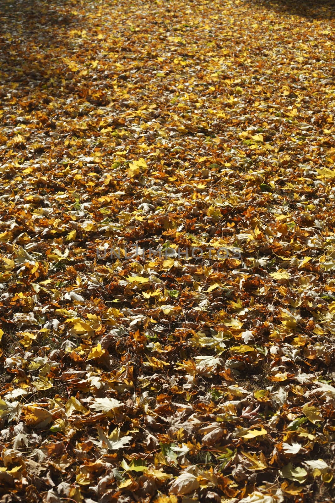 colorful Autumn Leaves by Detailfoto