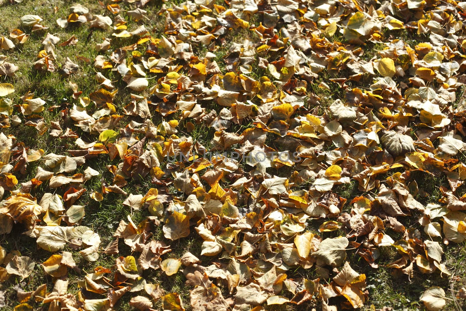 colorful Autumn Leaves