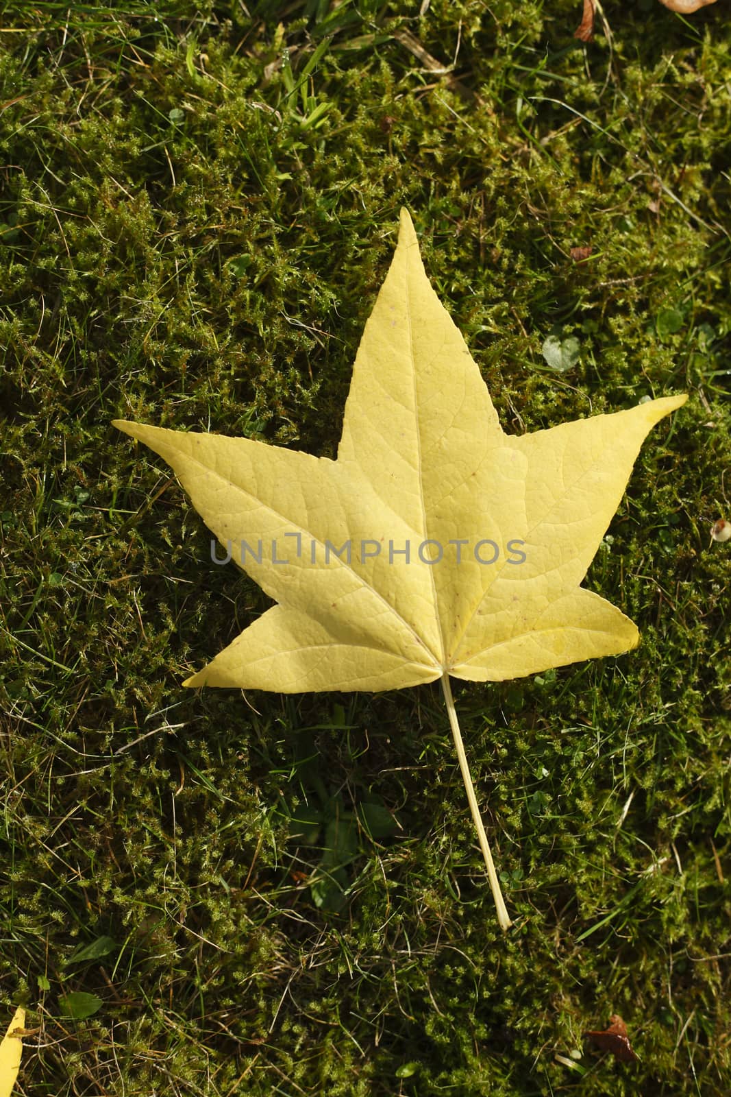 yellow maple Leaf, colorful Autumn Leaves